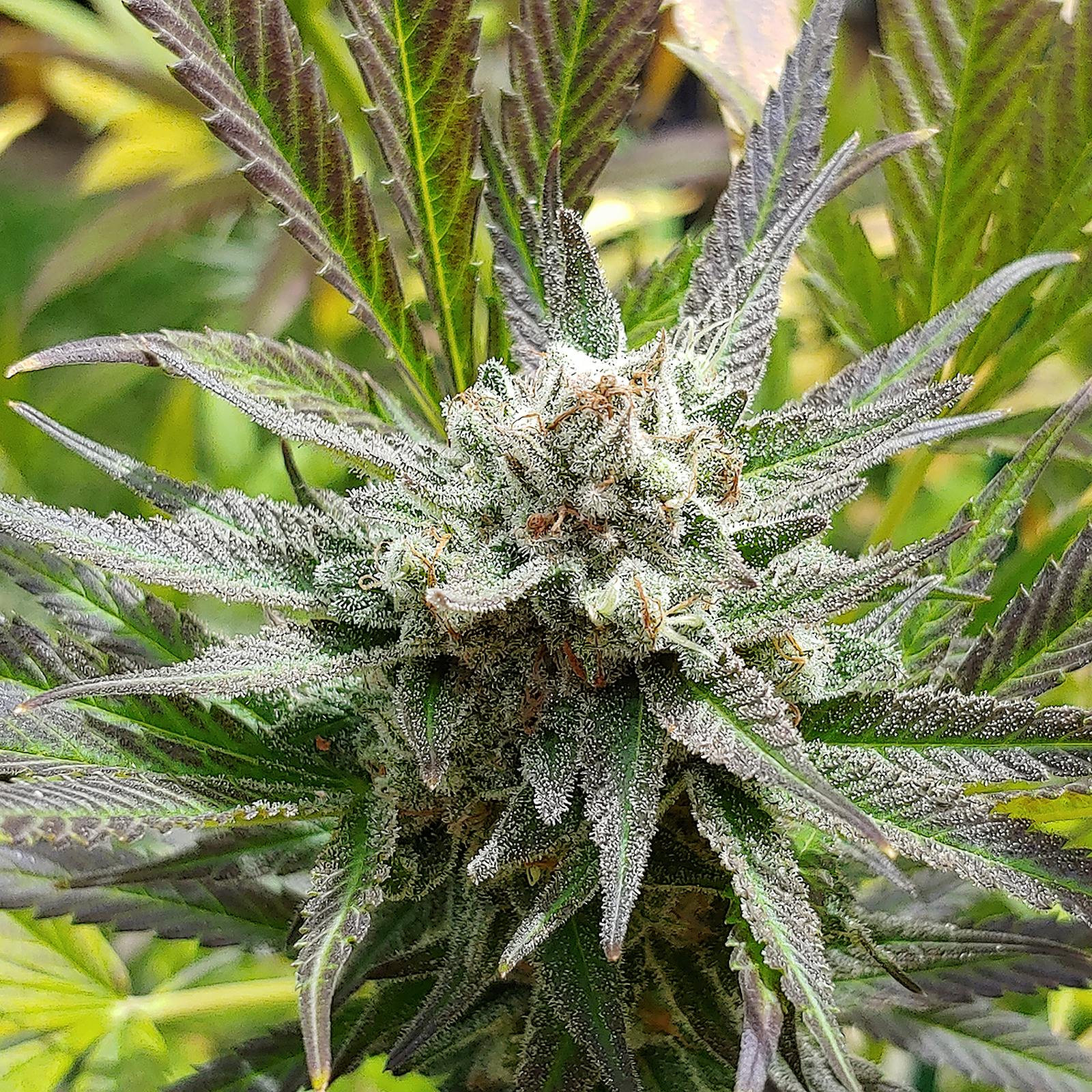 Sticky Finger Seeds Maui Magilla Glue Leafly