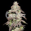 Product image for Fried Banana Feminized Cannabis Seeds