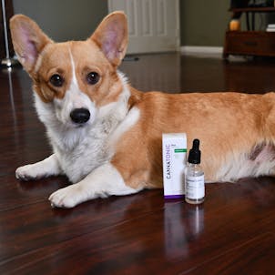 Photo of Pet CBD Oil Tincture - Unflavored 1000mg