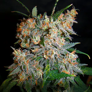 Photo of Big Bud feminized seeds x5