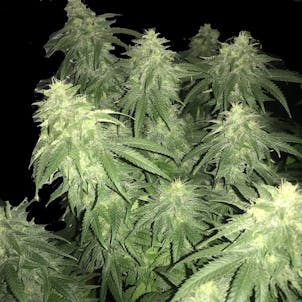 Photo of Purple Lights Cannabis Seeds Feminized