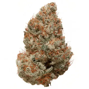 Photo of Indoor White CBG (Triploid)