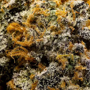 Photo of RGB Black - Sero'Q Flower