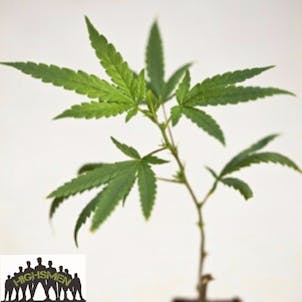 Photo of GRANDMA'S BATCH | HIGHSMEN Exclusive