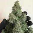 Product image for White Widow Auto Fem Seeds