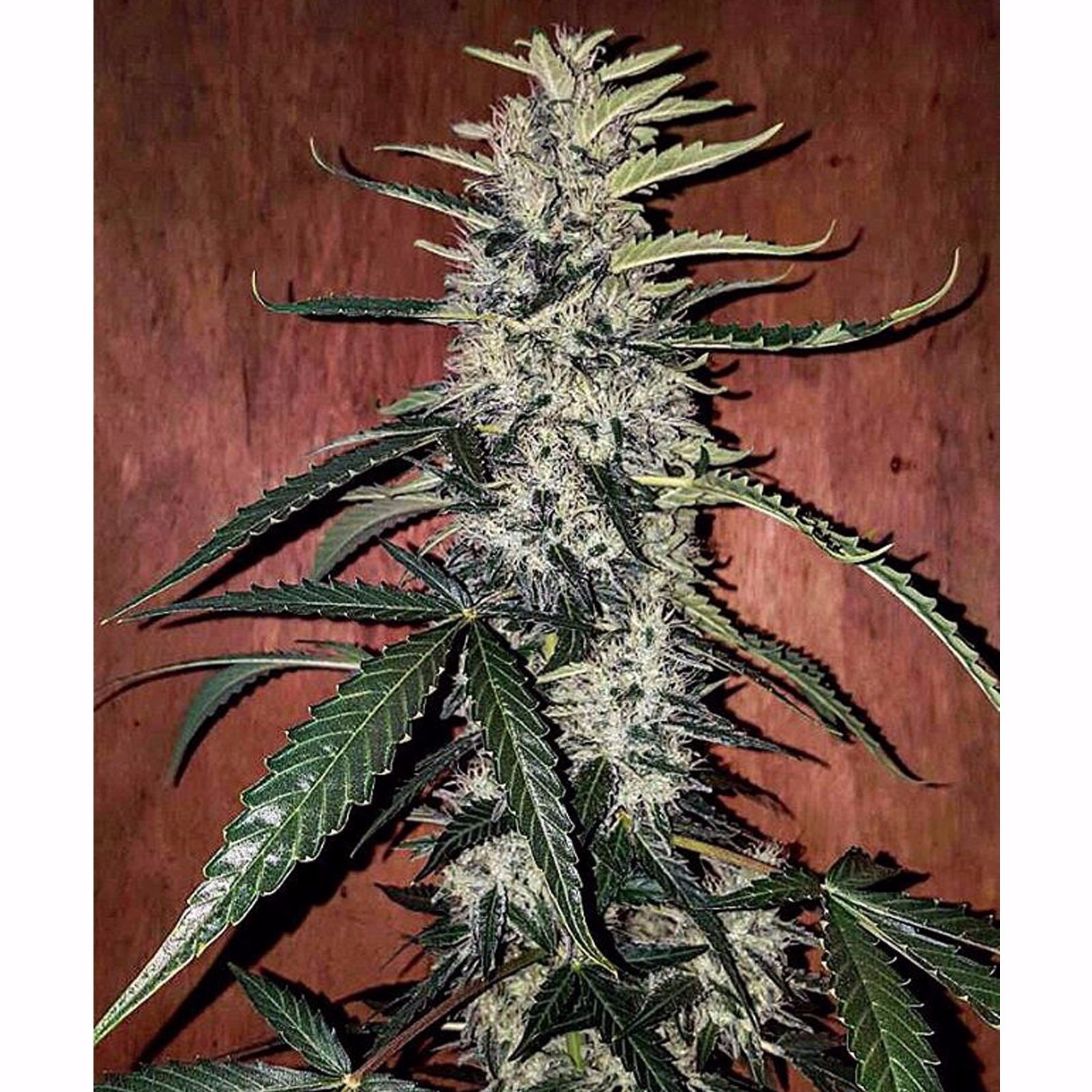 Fast Buds Autoflowering Cannabis Seeds: West Coast OG Auto | Fast Buds ...