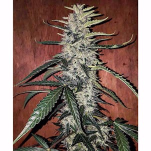 Photo of West Coast OG