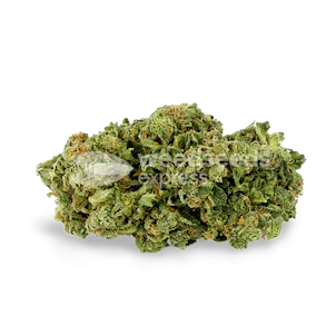 Photo of Magnum Autoflower Seeds