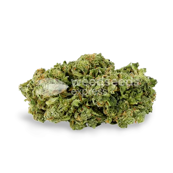 Photo of Magnum Autoflower Seeds