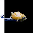 Product image for Tree Octopus Wax 1g