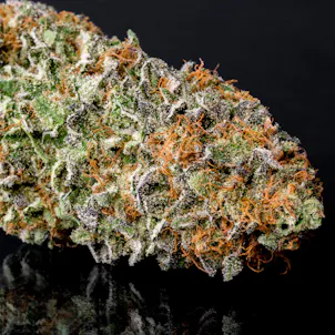 Photo of Enso (The One x Velvet Rush)