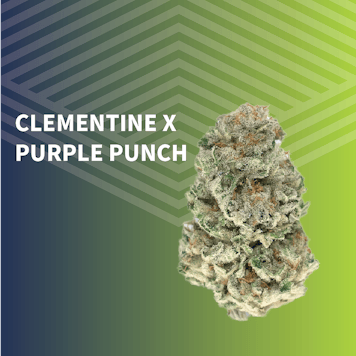 Photo of Clementine x Purple Punch