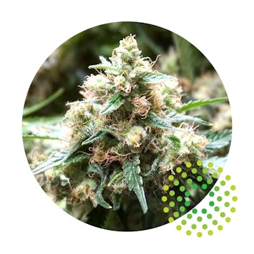 Photo of TruFlower 3.5G - SS