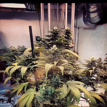 Photo of Biowave Micro Model