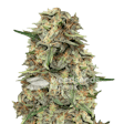 Product image for Grape Ape Autoflower Seeds