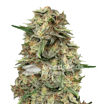 Photo of Grape Ape Autoflower Seeds