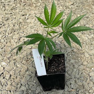 Photo of Animal Mints Clone