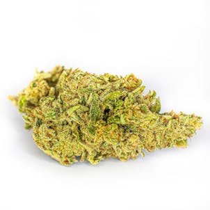 Photo of White Shark