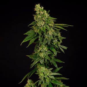 Photo of Wonder Qwest a.k.a Sour Diesel Pre-rolls