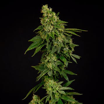 Photo of Wonder Qwest a.k.a Sour Diesel Pre-rolls