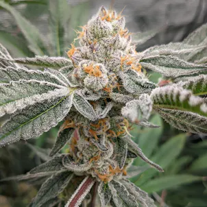 Photo of Burnt Orange Cookies