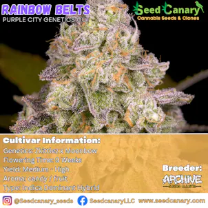 Photo of Rainbow Belts (PCG Cut) Rooted Clone