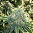Product image for Blue Dream Seeds