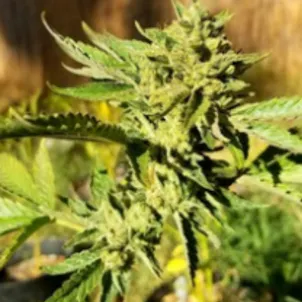 Photo of A-Dub - Healthy clones