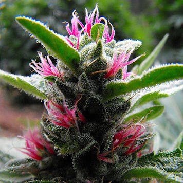 Photo of Master of Cannabis Certification Program