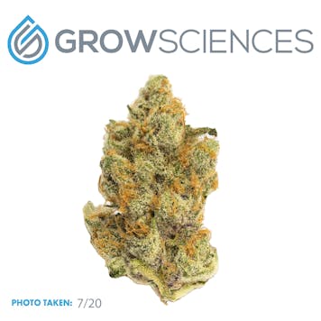 Photo of Tropical Cherry (3.7)