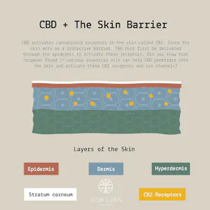 Photo of S O O T H E • RELIEF BLEND ROLLER | 500 MG CBD