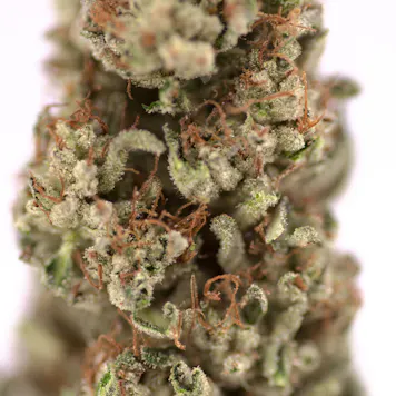 Photo of Cherry Pie