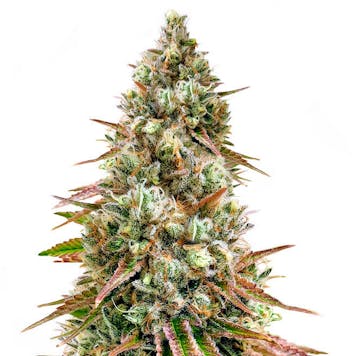 Photo of Bruce Banner #3