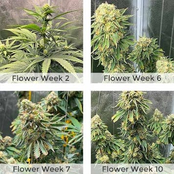 Photo of Girl Scout Cookies Extreme Feminized