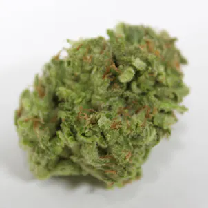 Photo of Gum Wall | Flash Frozen Cured