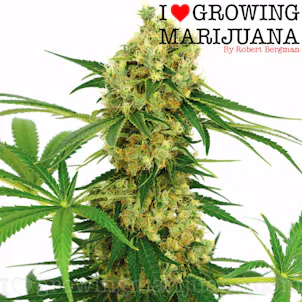 Photo of Chocolope (fem) seeds