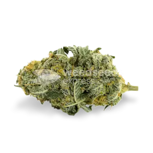 Photo of Tangie Feminized Seeds