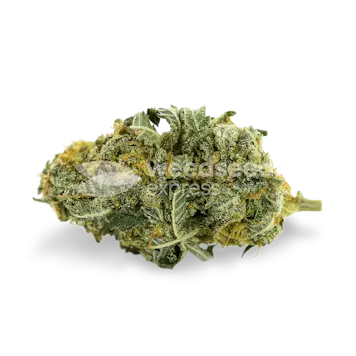 Photo of Tangie Feminized Seeds