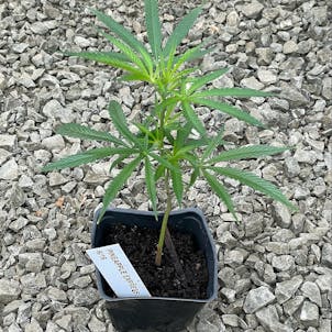 Photo of Pineapple Express Clone