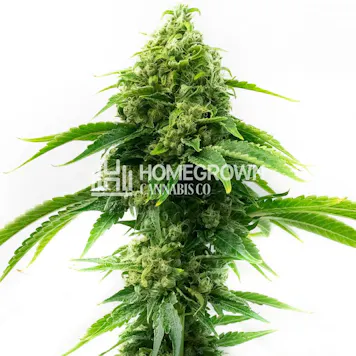 Photo of Sour Diesel Feminized