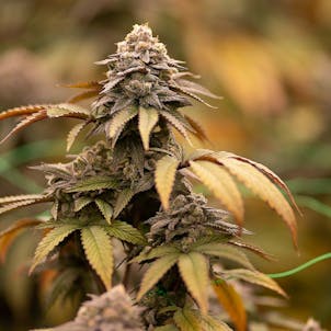 Photo of Rainbow Chip