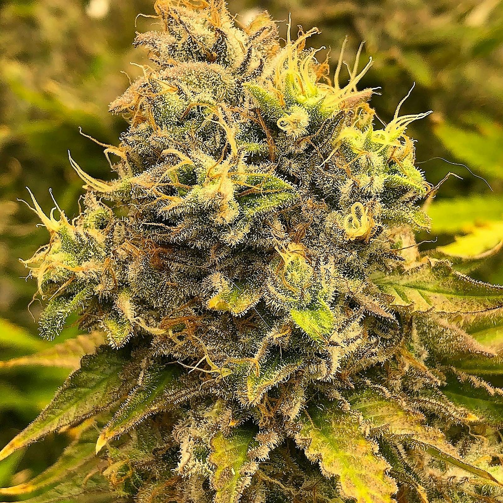 The Seed Connect AUTO RUNTZ CHEESE AUTOFLOWER SEEDS USA Leafly