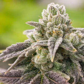 Photo of Tangie Biscotti