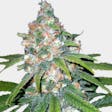 Product image for Auto Super Lemon Haze Seeds