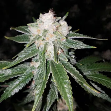 Photo of Healthy clones - Stardawg
