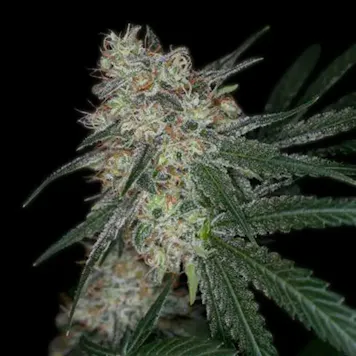 Photo of Super Sour Diesel Autoflower