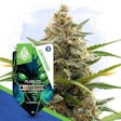 Product image for Alien OG Automatic by Zamnesia Seeds