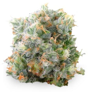 Photo of Waikiki Queen Feminized