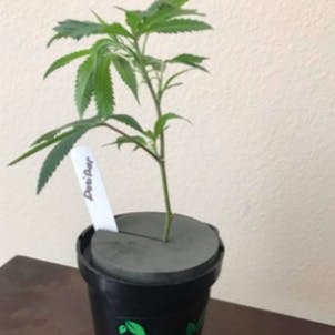 Photo of Do-Si-Dos (Archive) - Healthy clones