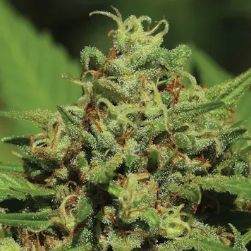 Photo of Emerald Fire OG Autoflower Feminized Seeds 10-pack
